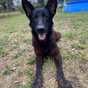 Meet your Posher, Joe anthony